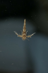 Stathmopoda