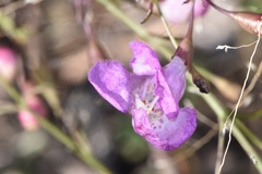 Agalinis strictifolia