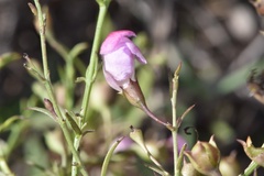 Agalinis strictifolia
