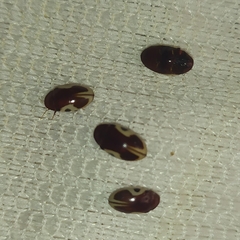 Chelonarium ornatum