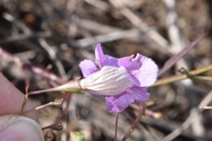 Agalinis strictifolia