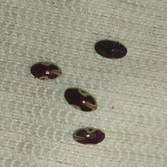 Chelonarium ornatum