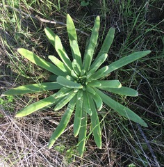 Dudleya virens insularis