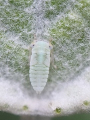 Tremulicerus distinguendus