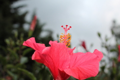 Hibiscus rosa-sinensis