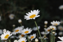 Anthemideae