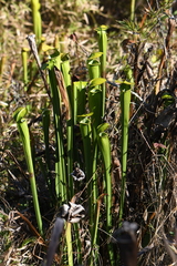 Sarracenia alata