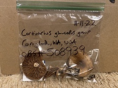 Cortinarius glaucopus