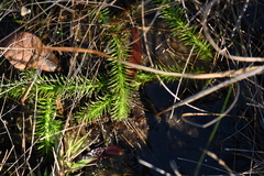 Lycopodiella appressa