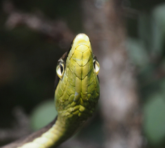 Oxybelis microphthalmus