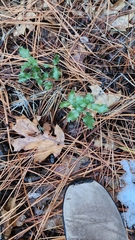 Quercus berberidifolia