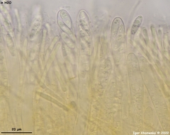 Calycina confluens