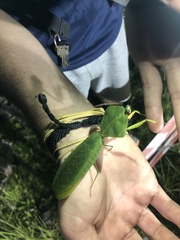 Choeradodis rhomboidea