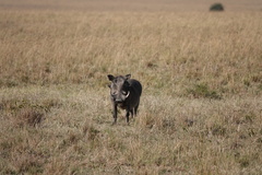 Phacochoerus africanus massaicus