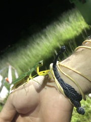 Choeradodis rhomboidea