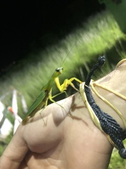 Choeradodis rhomboidea