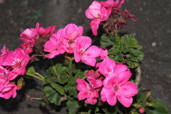 Pelargonium