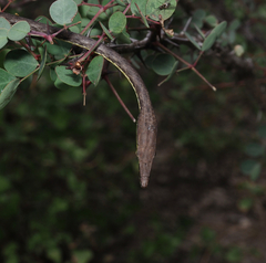 Oxybelis microphthalmus