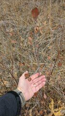 Betula pumila