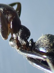 Iridomyrmex