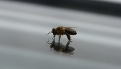 Apis mellifera