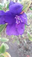 Melastomeae