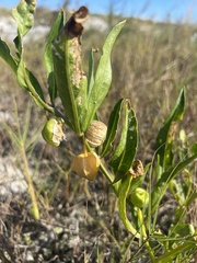 Physalis × elliottii