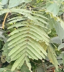 Vachellia macracantha