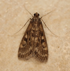 Araeomorpha diplopa