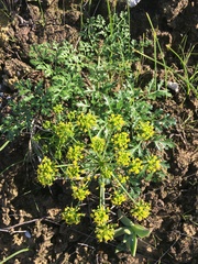 Lomatium insulare