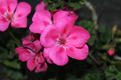 Pelargonium