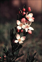 Cyanothamnus anemonifolius variabilis