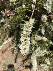Hakea sericea