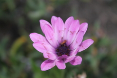 Magnoliopsida