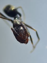 Iridomyrmex