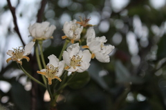 Angiospermae