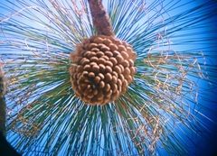 Pinus arizonica
