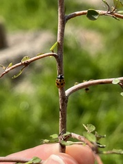 Coccinella undecimpunctata