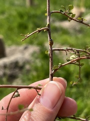 Coccinella undecimpunctata