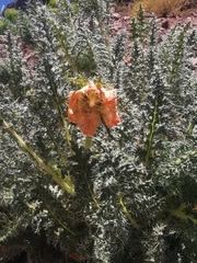 Caiophora chuquitensis