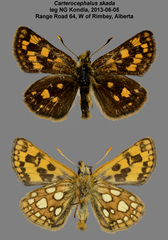 Carterocephalus skada