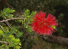 Kunzea baxteri