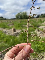 Coccinella undecimpunctata