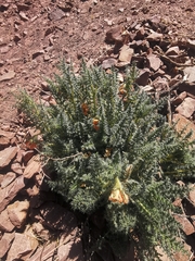 Caiophora chuquitensis