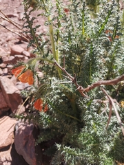 Caiophora chuquitensis