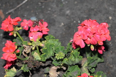 Pelargonium