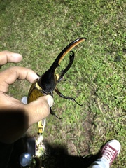 Dynastes septentrionalis