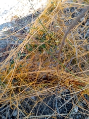 Cuscuta denticulata
