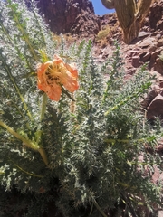 Caiophora chuquitensis