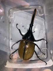 Dynastes septentrionalis